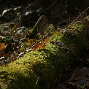DSC_4509_1200.jpg