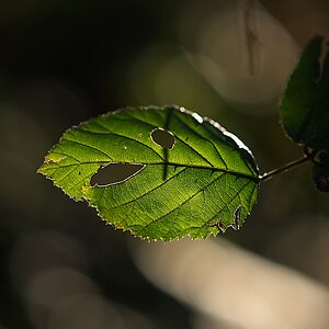 DSC_4473_NIKON Z 5_1200.jpg