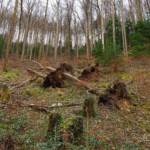 Wald.jpg