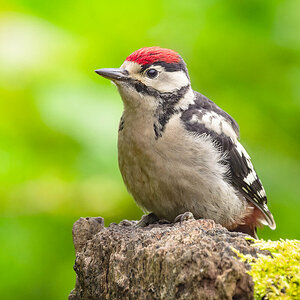 2024-06-04 40 Great Spotted Woodpecker.jpg