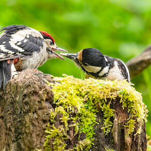 2024-06-04 41 Great Spotted Woodpeckers.jpg