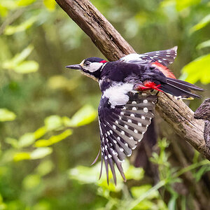 2024-06-04 55 Great Spotted Woodpecker in Flight.jpg