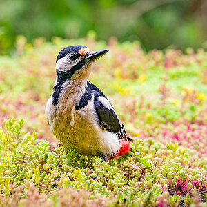 2024-06-04 68 Great Spotted Woodpecker.jpg