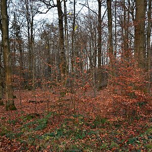 Z50_0140.JPG