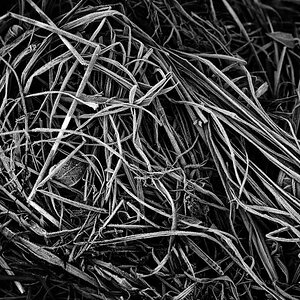 Spaghetti-Eis BW.jpg