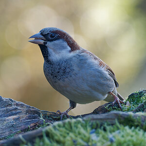 NB304647nikon.jpg