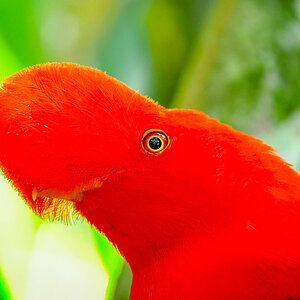 2024-01-16 14 Andean Cock-of-the-rock.jpg