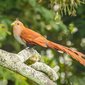 2024-01-02 10 Squirrel Cuckoo.jpg
