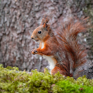2024-06-17 22 European Squirrel.jpg