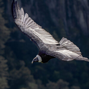2024-01-10 11 Andean Condor in Flight.jpg