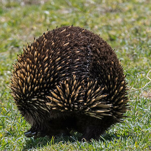 2018-01-16 09 Echidna.jpg