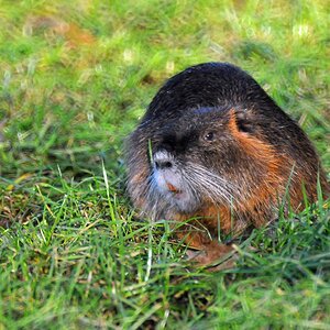 nutria_2.jpg