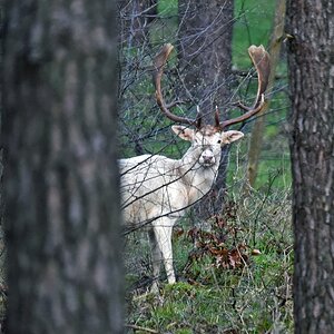 damwild_weisser_hirsch.jpg