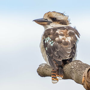 2018-02-11 03 Laughing Kookaburra.jpg