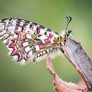 2024-04-07 08 Butterfly.jpg