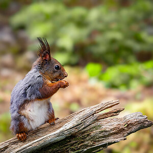 2024-06-17 05 European Squirrel.jpg