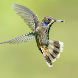 2024-01-03 33 Brown Violetear in Flight.jpg