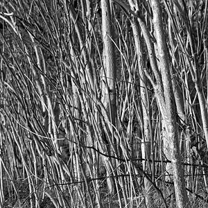 DSC_4741_NIKON Z 5_bw_1200.jpg