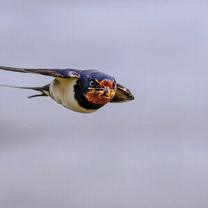 NZ9_7805_Eine Schwebfliege für die Lütten_Kating_IA_6_2024.jpg