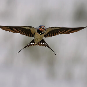 NZ9_7120_Rauchi mit Libelle frontal_6_2024.jpg