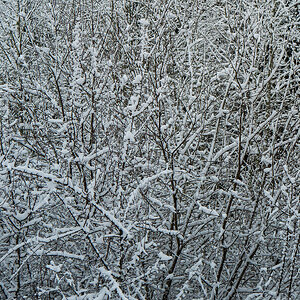 Schnee.jpg
