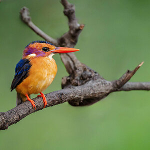 2024-12-13 002 African Pygmy Kingfisher.jpg