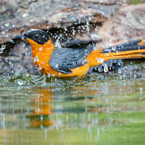 2024-12-13 009 Snowy-crowned Robin-chat.jpg