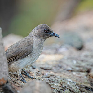 2024-12-13 031 Female Greater Honeyguide.jpg