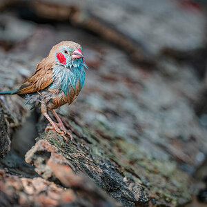 2024-12-13 036 Red-cheeked Cordon-bleu.jpg