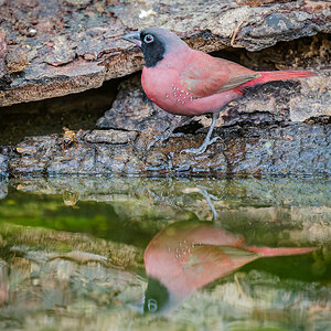 2024-12-13 047 Black-faced Firefinch.jpg
