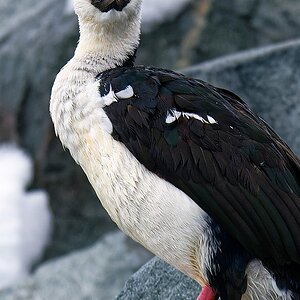 Kormoran.jpg
