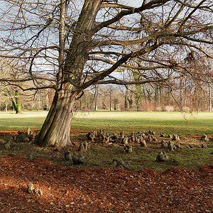Baum mit Wurzelring.jpg