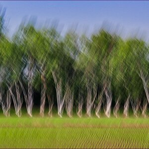 comp_2Trees1-lumi.jpg