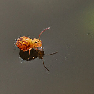 NC255549nikon.jpg