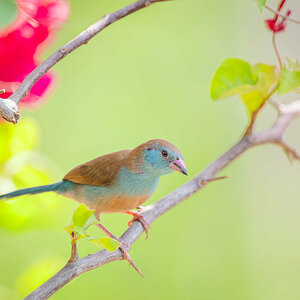 2024-12-12 047 Female Red-cheeked Cordon-bleu.jpg