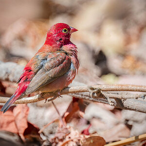 2024-12-14 079 Red-billed Firefinch.jpg