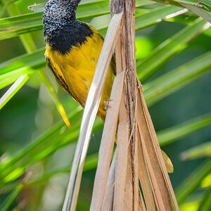 2024-12-15 108 Oriole Warbler.jpg