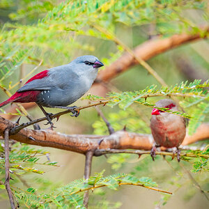 2024-12-16 064 Lavender Waxbills.jpg