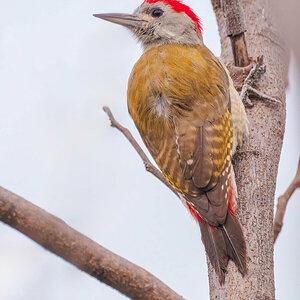 2024-12-18 013 African Grey Woodpecker.jpg