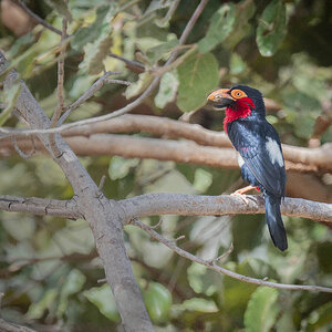 2024-12-22 016 Bearded Barbet.jpg