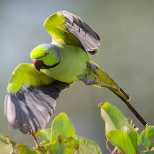 2024-12-12 014 Rose-ringed Parakeet in Flight.jpg