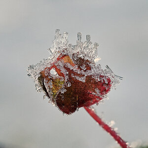 NC285901_12_focusstackingnikon-2.jpg