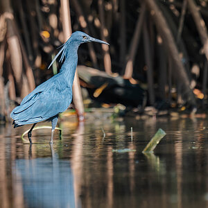 2024-12-15 138 Black Heron.jpg