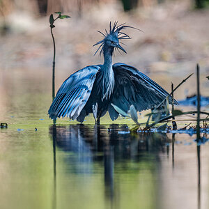 2024-12-15 146 Black Heron.jpg