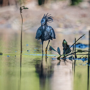 2024-12-15 151 Black Heron.jpg