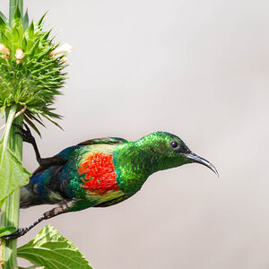 2024-12-12 020 Beautiful Sunbird.jpg
