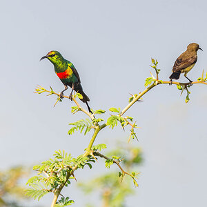 2024-12-15 035 Beautiful Sunbirds.jpg