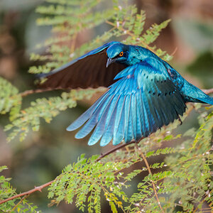 2024-12-16 070 Lesser Blue-eared Starling in Flight.jpg
