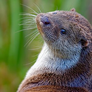 Otter-Portrait.jpg