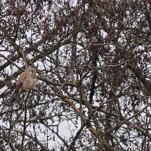 Suchbild mit Falke.jpg